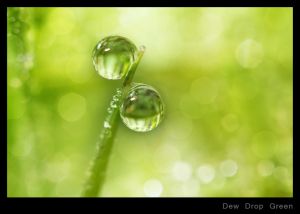 Dew Drop Green.jpg
